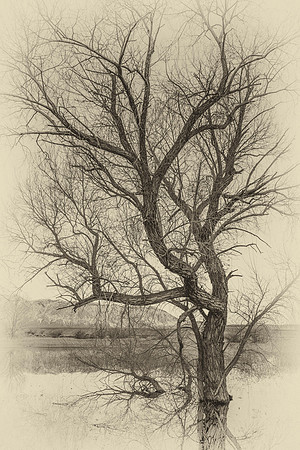 Winter Tree