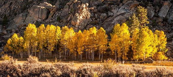 Aspens in Fall