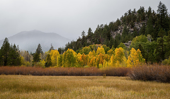 Gray Autumn Skies