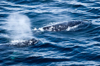 Grey Whales