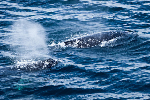 Grey Whales