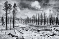 Trees, trees and more trees