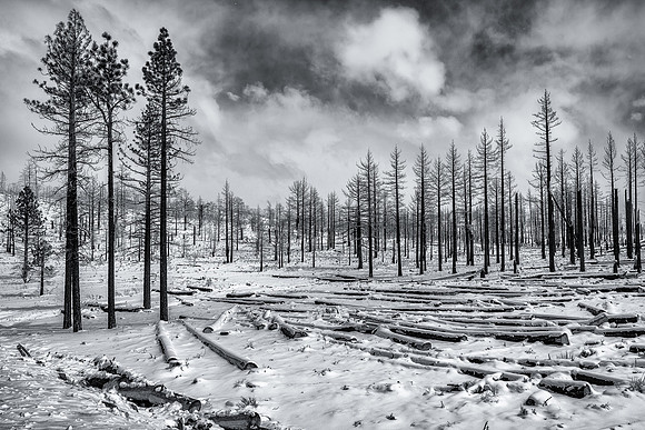Trees, trees and more trees