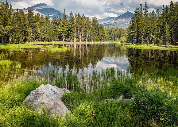 Flooded Meadow