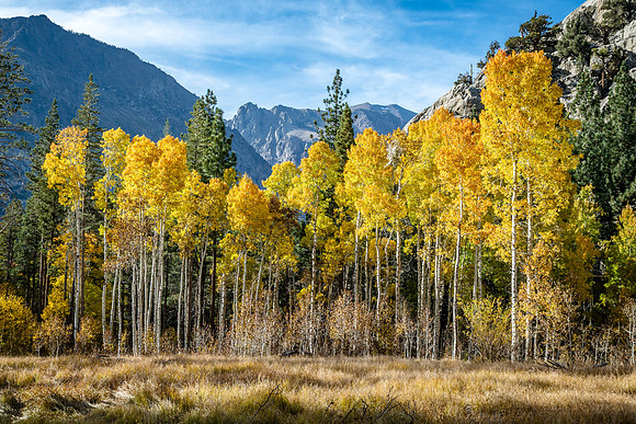 Stand Of Aspens
