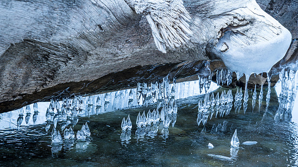Icicles On Log