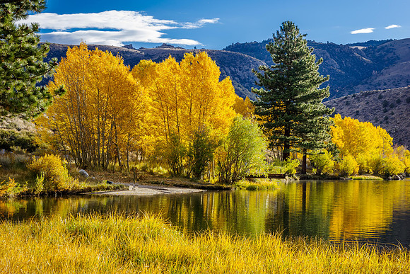 Aspens at Peak