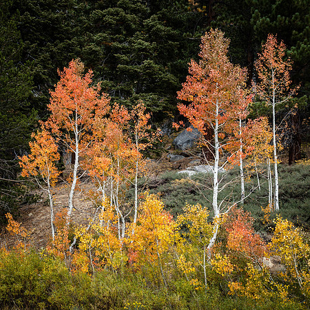 Fall Colors