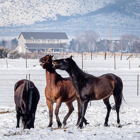 Horseplay